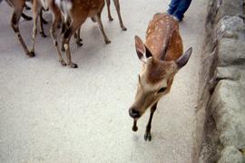 Japan 2007